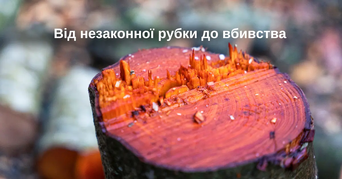 Від незаконної рубки до вбивства: на Сумщині винесено вирок «чорним лісорубам»