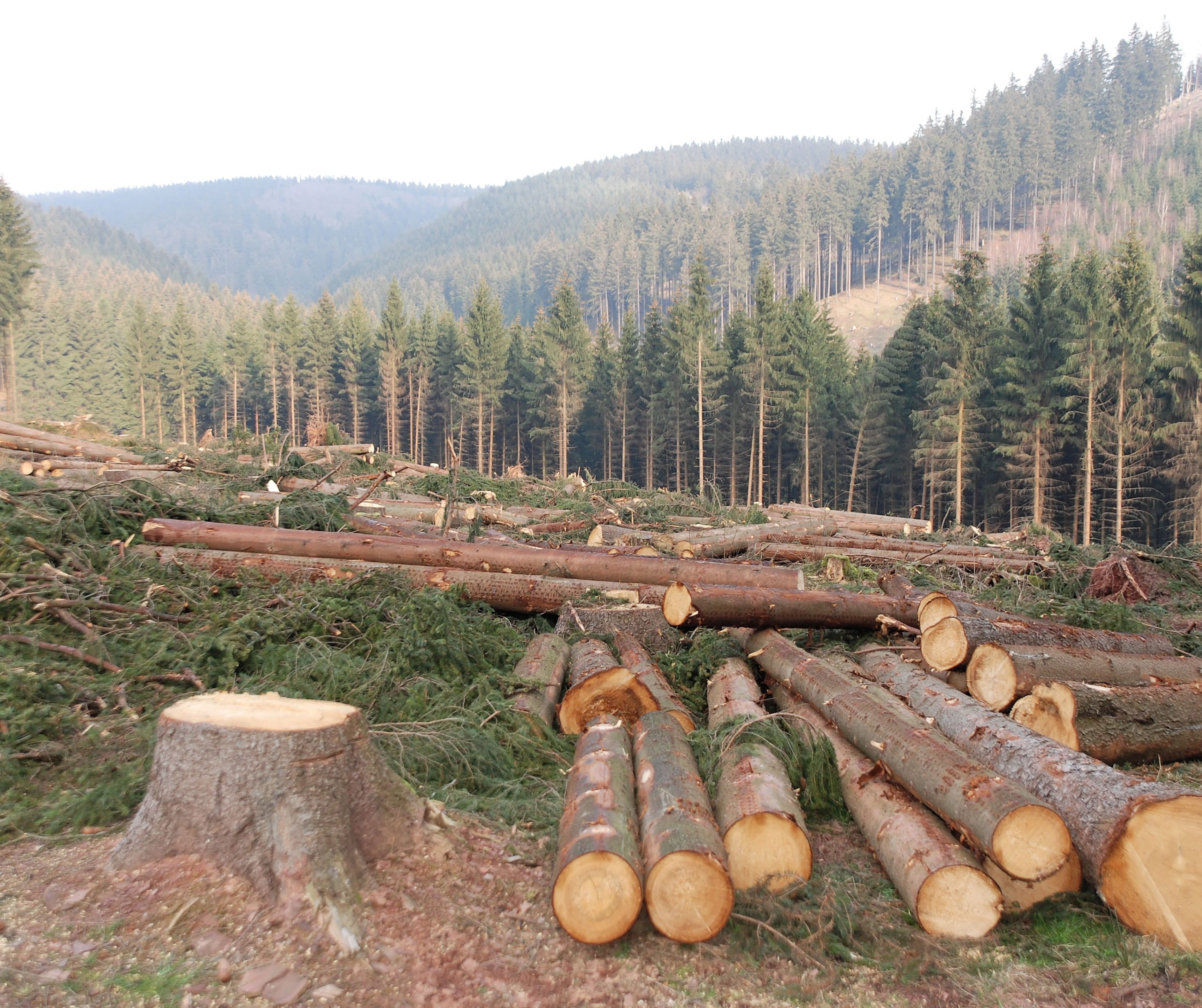 Key Updates on EU Timber Regulation Implementation and Deforestation-Free Commodities 