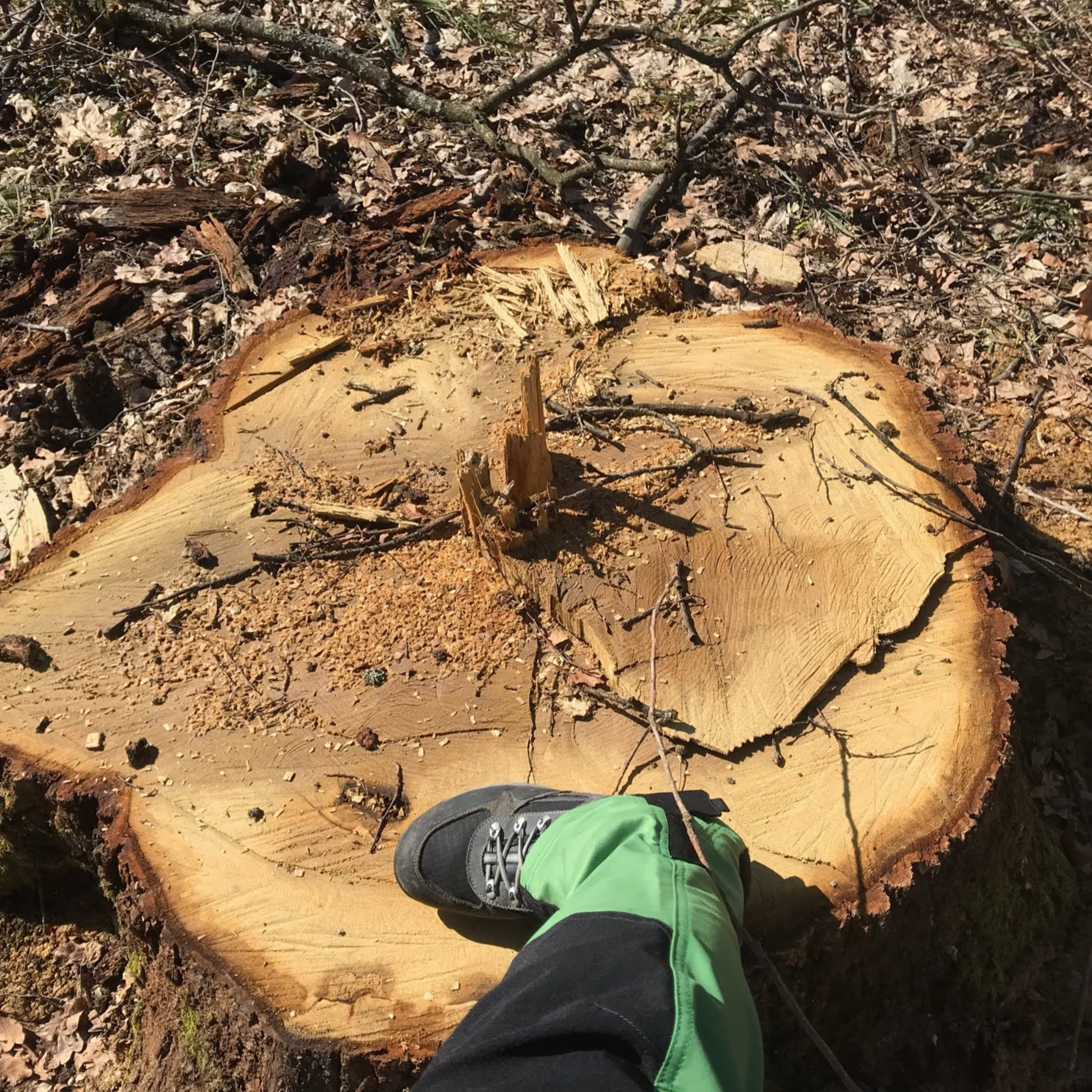 Illegal logging in Ukraine in 2023, according to forest users' data: an analytical report