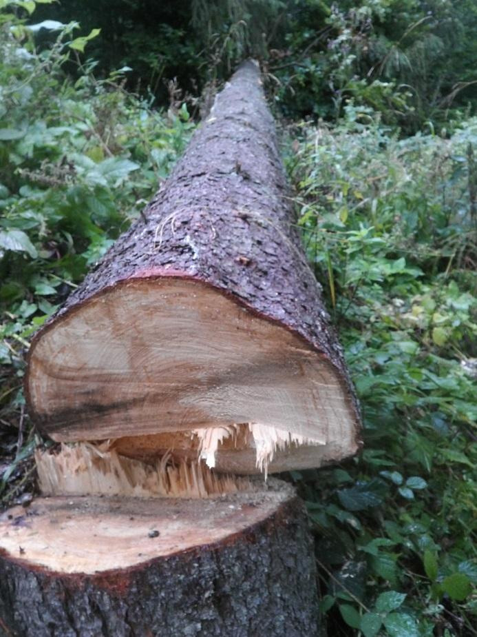 G:\ЛІСОВІ ІНІЦІАТИВИ\2022\Закарпаття 07.09.2022_ОЛЕГ\F 13.09.2022\IMG_20220913_093032.jpg