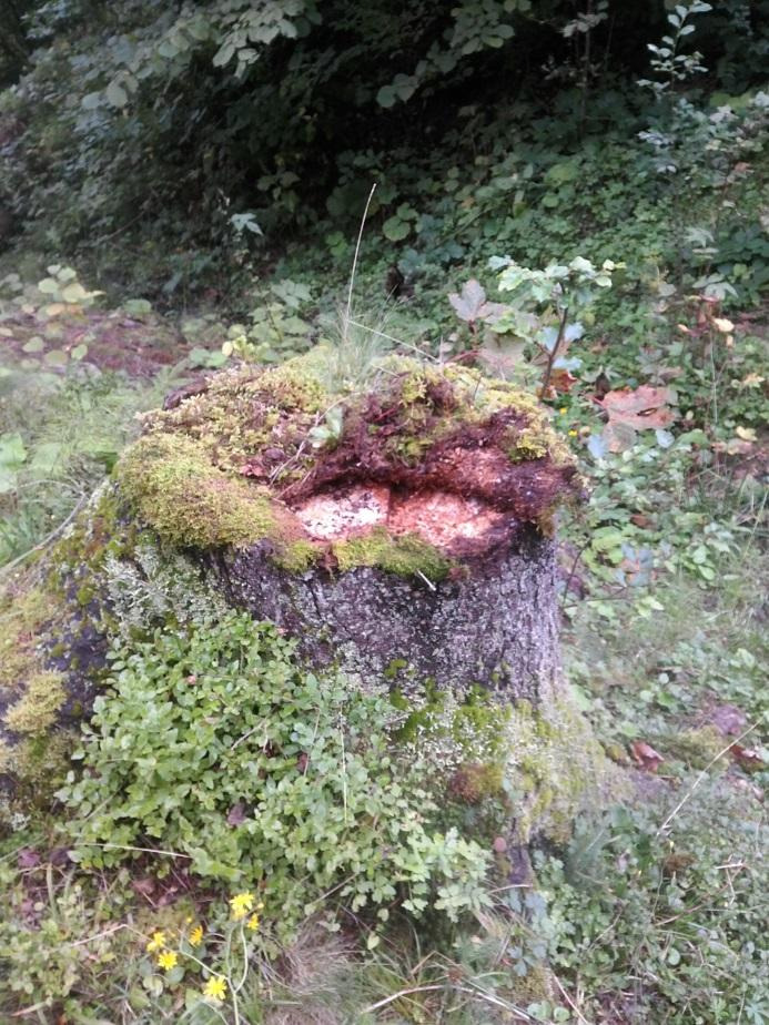 G:\ЛІСОВІ ІНІЦІАТИВИ\2022\Закарпаття 07.09.2022_ОЛЕГ\F 13.09.2022\IMG_20220913_125003.jpg