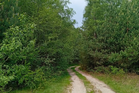 forestcom_velyki_mosty_1.jpg