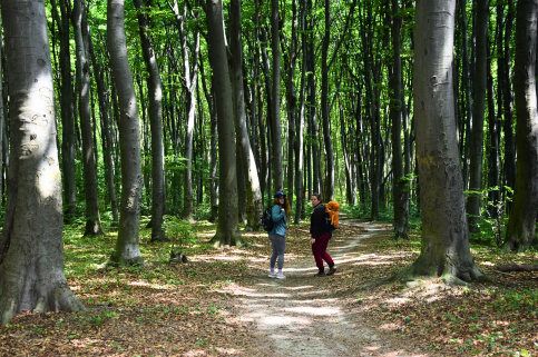 forestcom-30.05.26_1.jpg